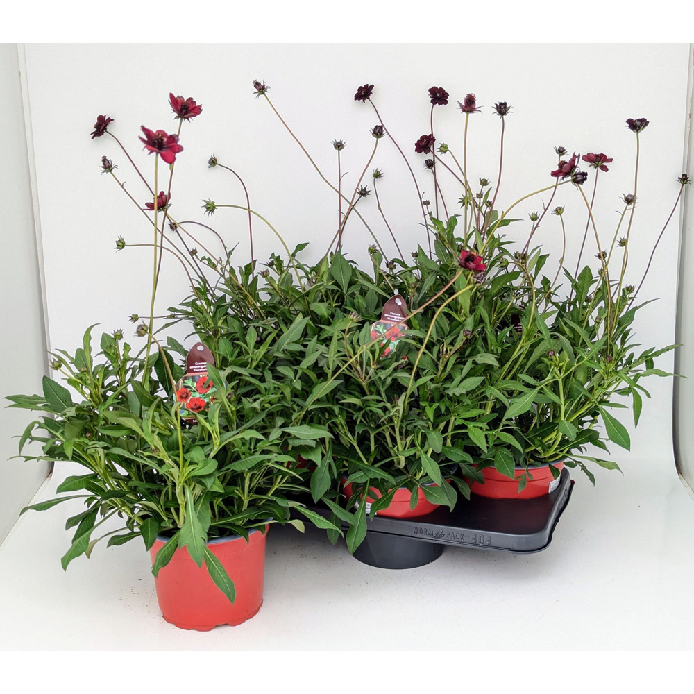 Floarea de ciocolata (Cosmos atrosanguineus), H 50 cm