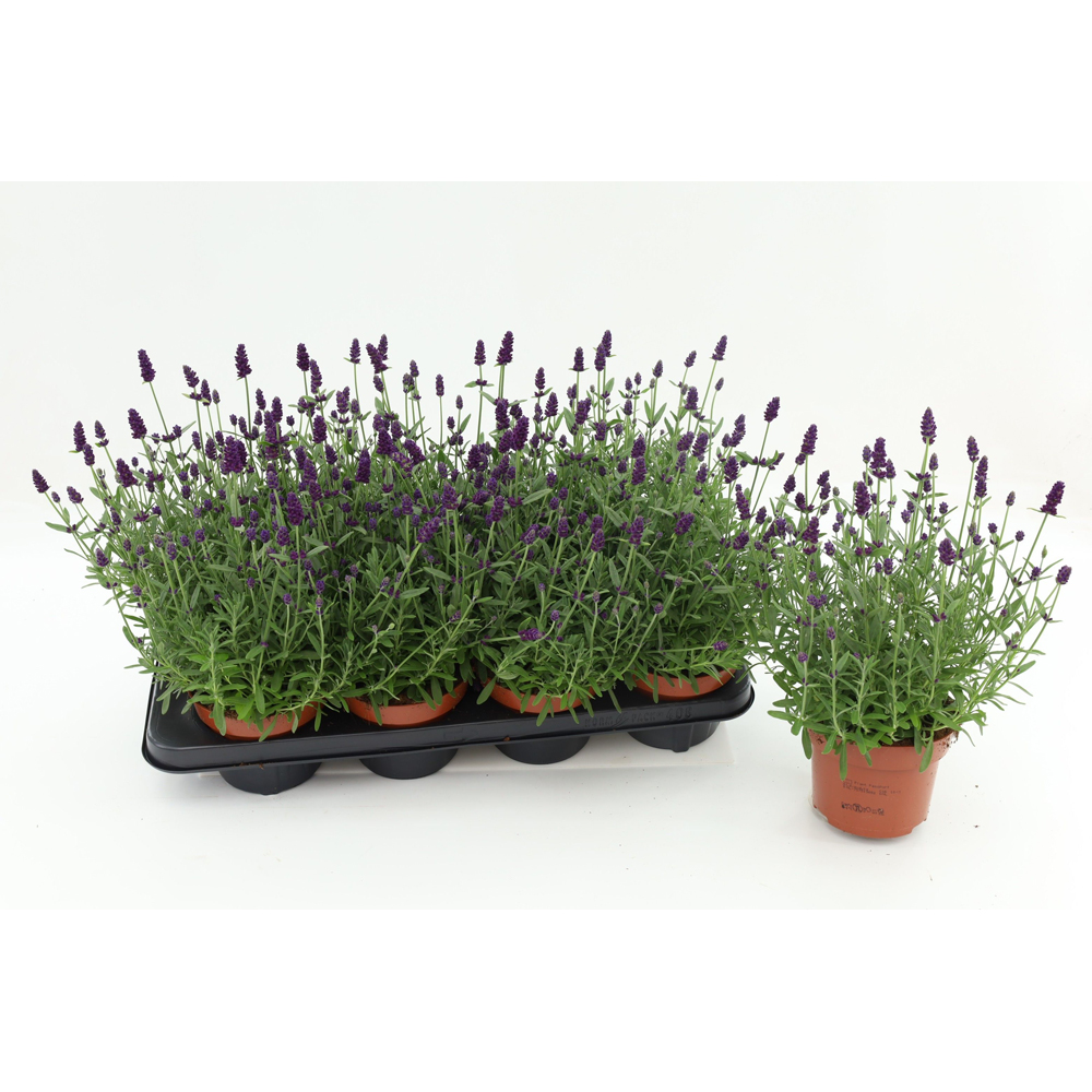 Lavanda Hidcote, H 25 cm
