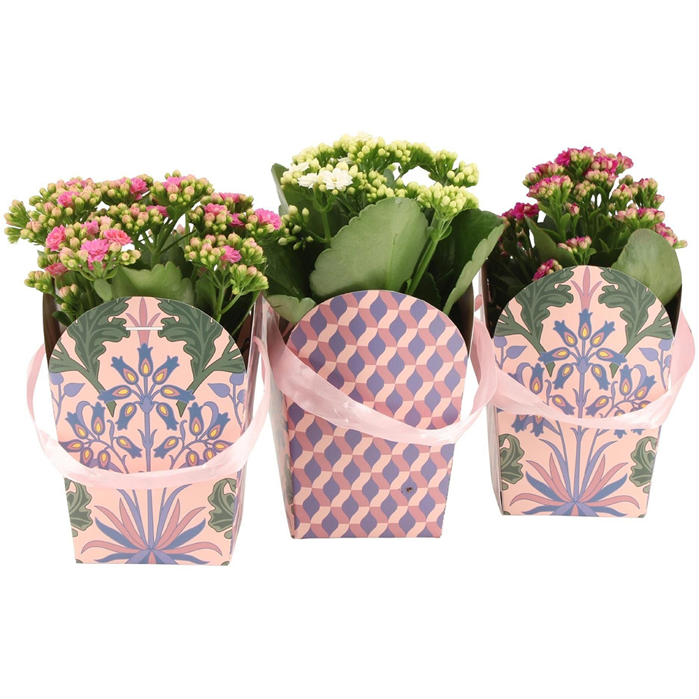 Kalanchoe in ambalaj cadou, D12 cm, H27 cm