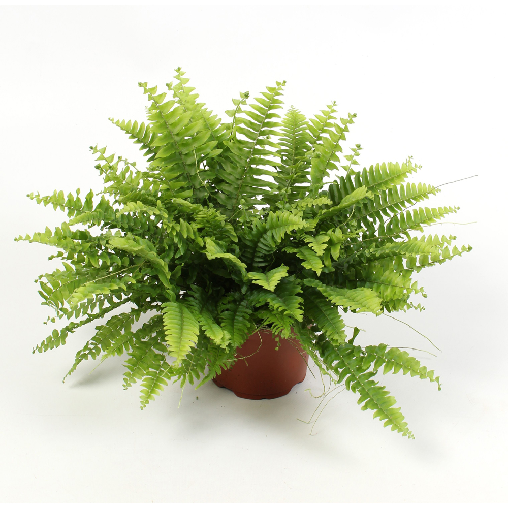 Feriga Boston (Nephrolepis Boston Green Moment), 17 cm