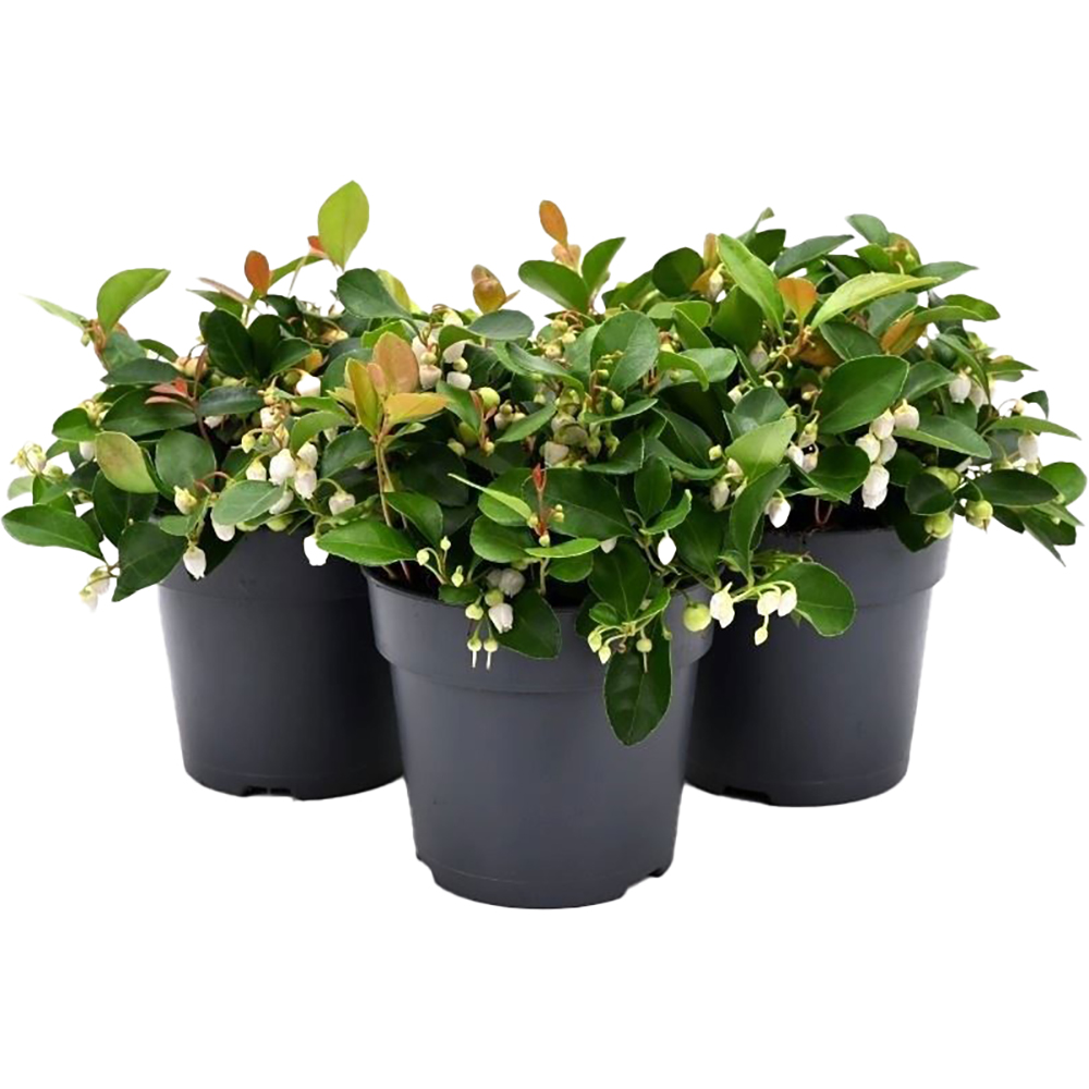 Gaultheria cu fructe albe Ciao Bella White (Gaultheria), H 20 cm