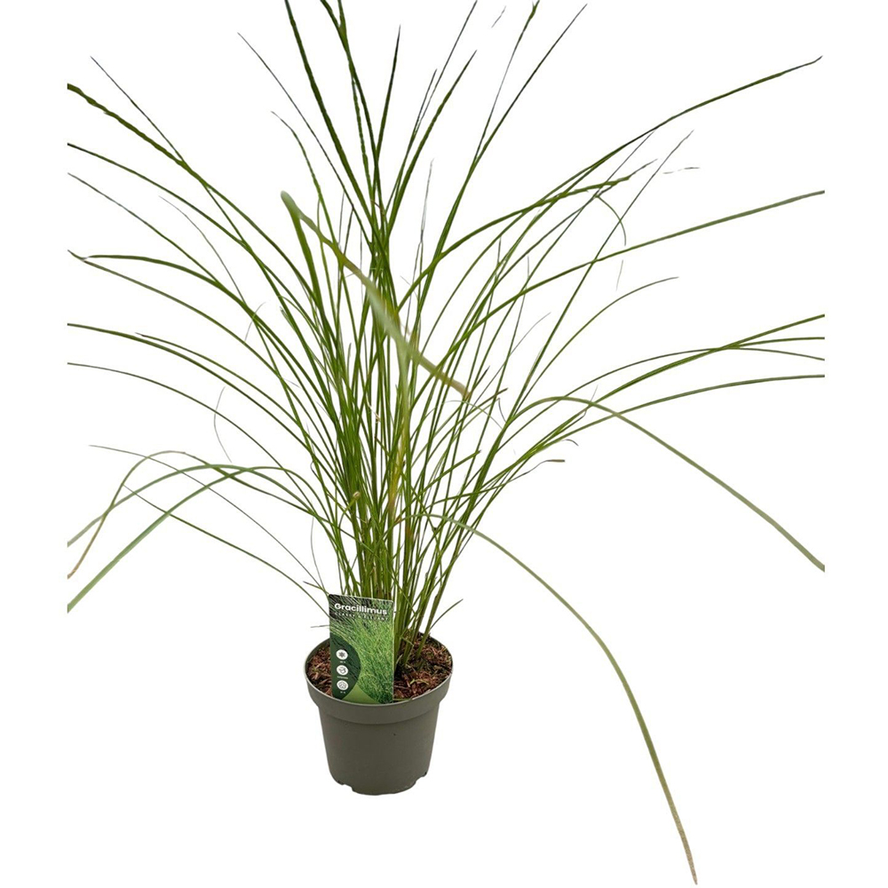 Miscanthus Sinensis Gracillimus, D23 cm, H80 cm