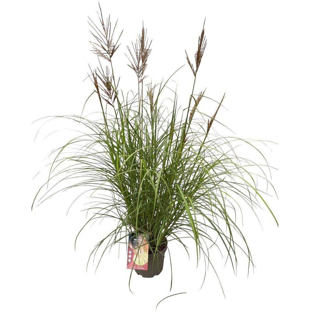 Miscanthus Sinensis Red Chief, D23 cm, H80 cm