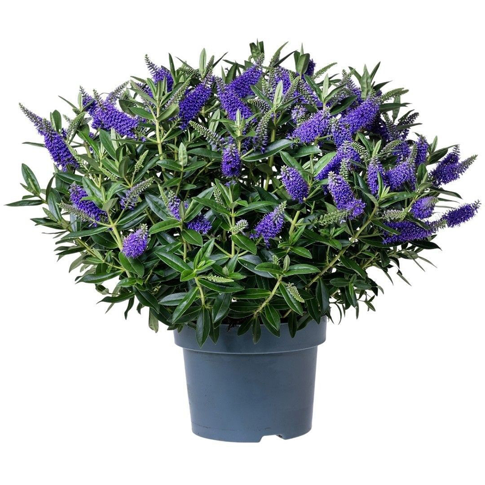 Mix Hebe Addenda, D 23cm, H 40cm