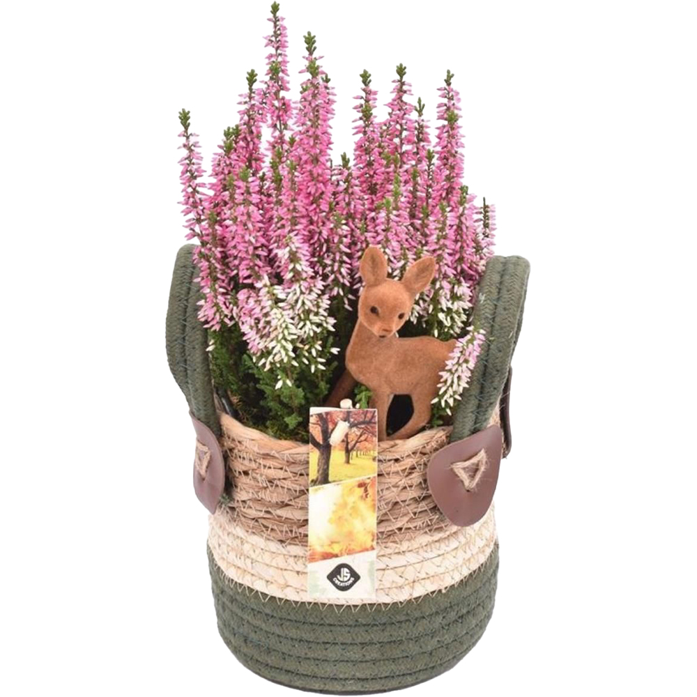 Aranjament Calluna in cos, D14 cm, H30 cm