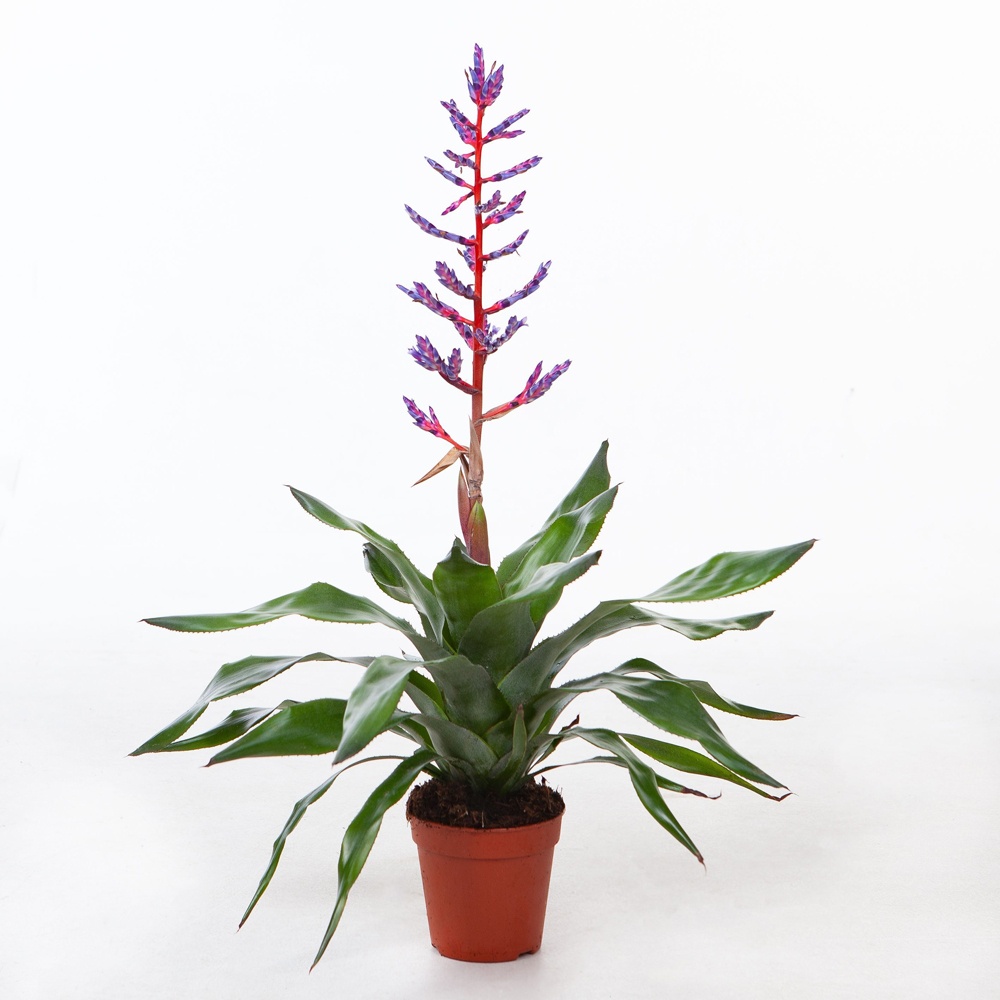 Aechmea Blue Rain (Mimesis), 65 cm