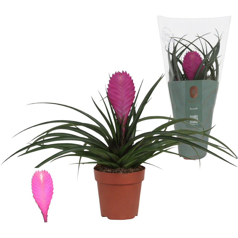 Tillandsia Vincent Mimesis, D 12 cm, H 38 cm