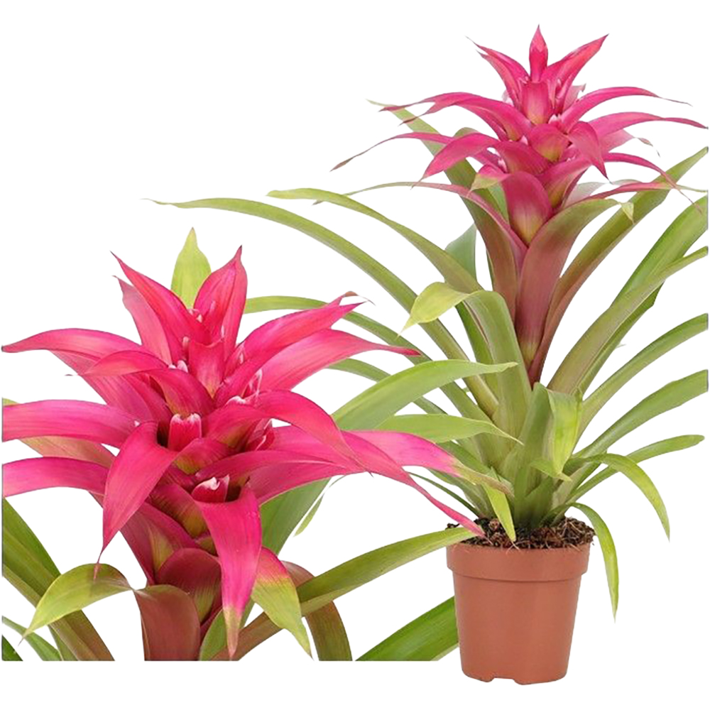 Guzmania Deseo Mimesis Roz, D 12 cm, H 42 cm