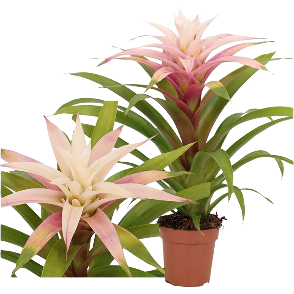 Guzmania Deseo Magical Mimesis Alba, D 12c m, H 42 cm