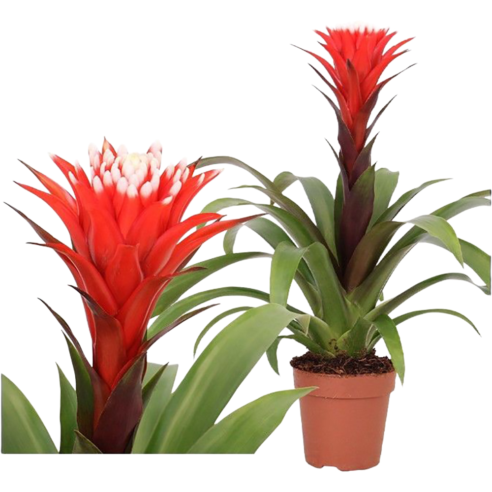 Guzmania Rockyflower Hope Mimesis, D 12 cm, H 43 cm