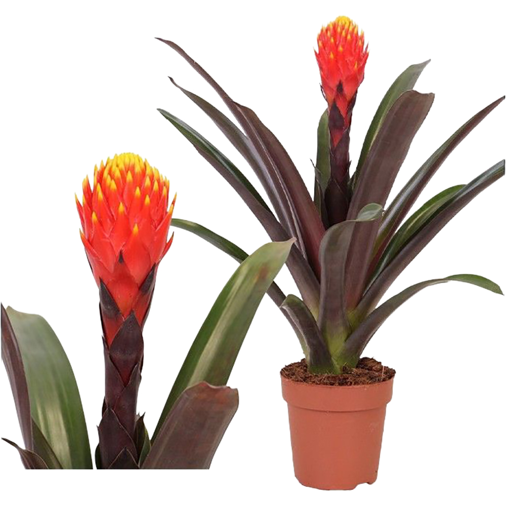 Guzmania Rockyflower Tala Mimesis, D 12 cm, H 43 cm