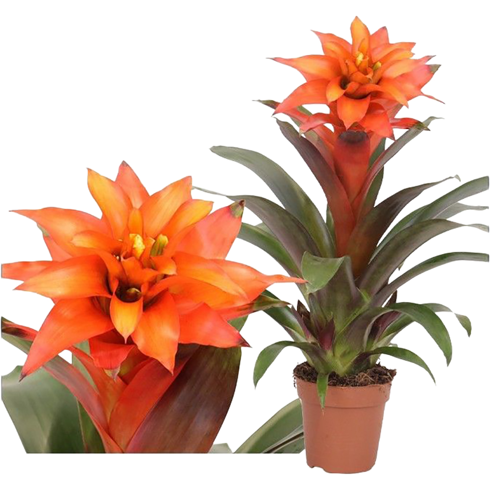 Guzmania Fiero Mimesis, D 12 cm, H 45 cm