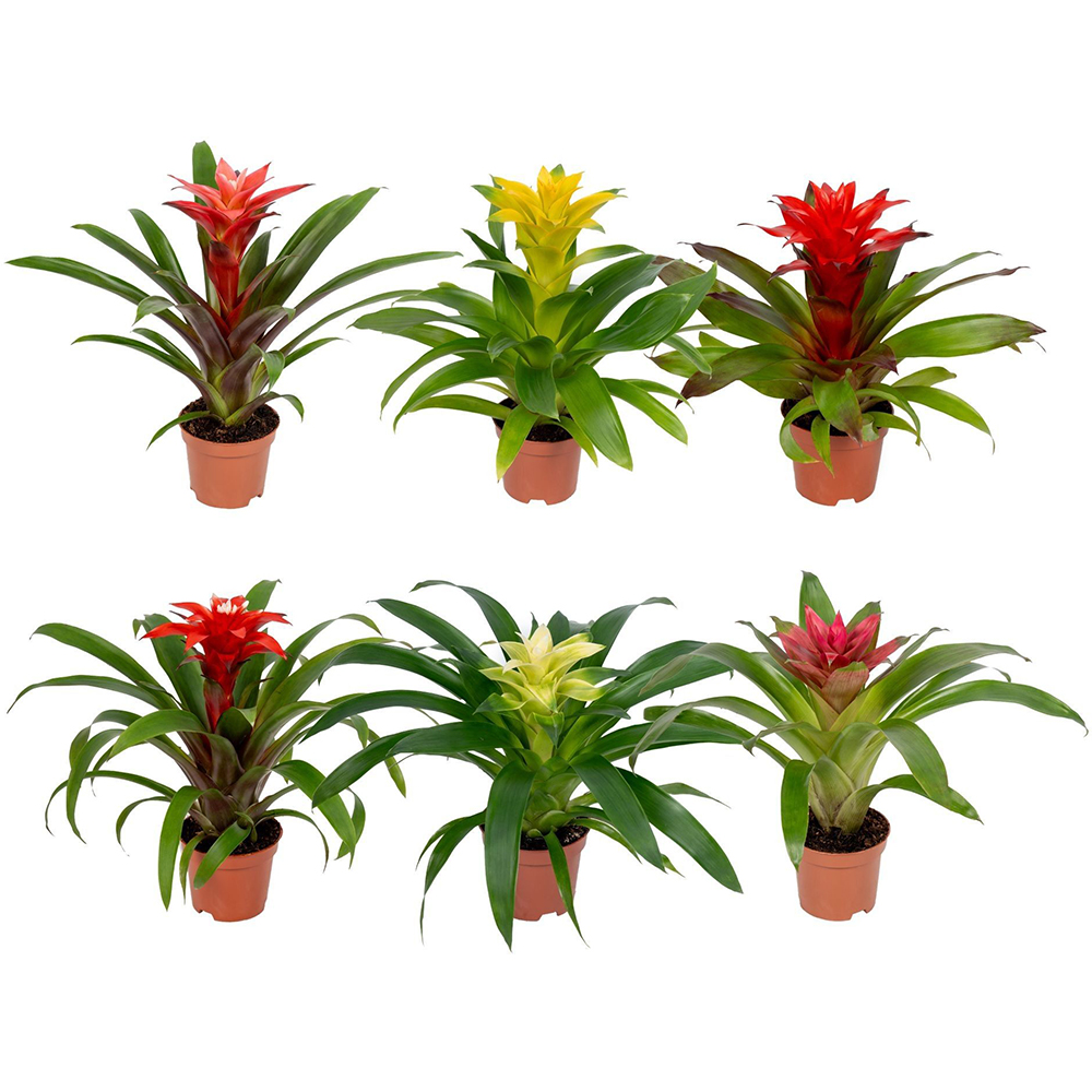 Guzmania Compact, D 10.5 cm, H 30 cm