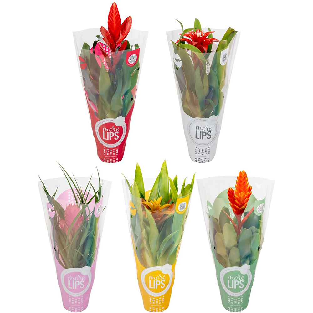 Bromelia Adventure, D 10.5 cm, H 30 cm
