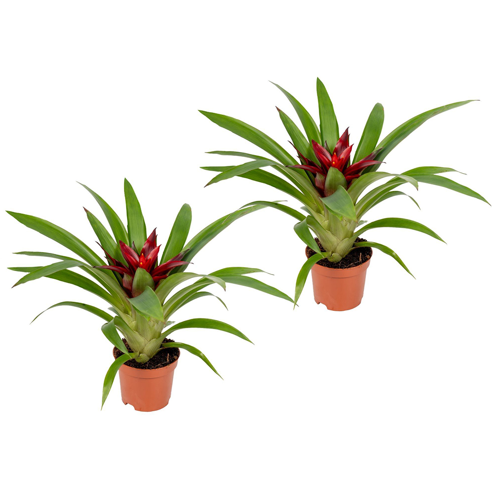 Guzmania, D 9 cm, H 30 cm