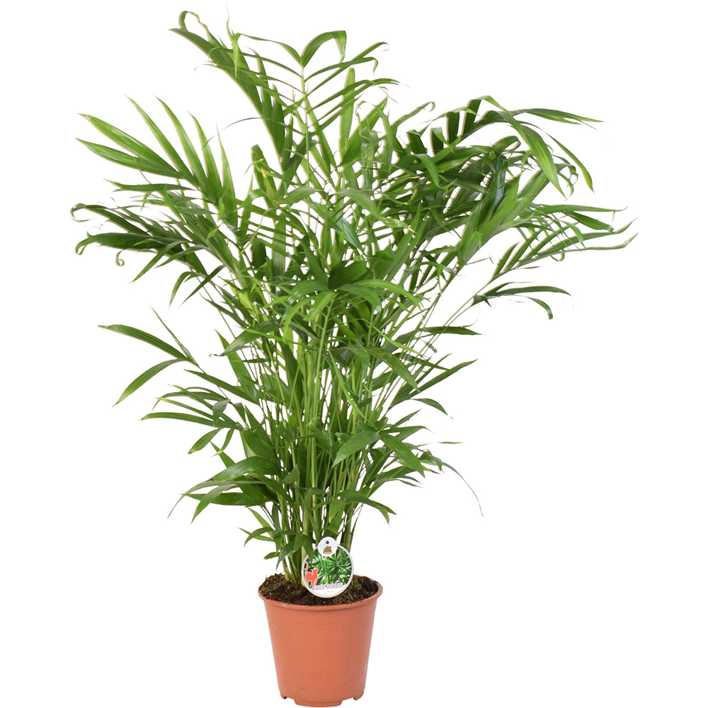 Palmier Cat Palm (Chamaedorea cataractarum), H 90 cm