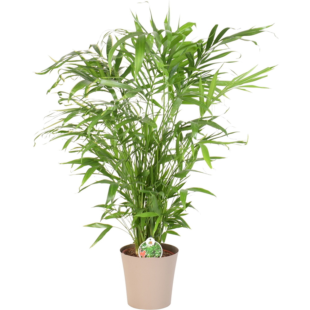 Palmier Cat Palm (Chamaedorea cataractarum), H 120 cm