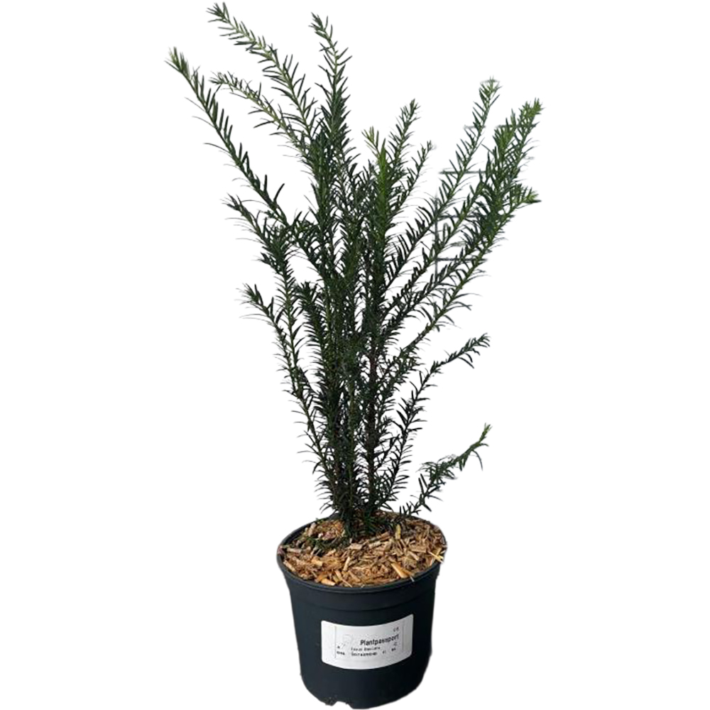 Taxus Baccata, D17cm, H50-70cm