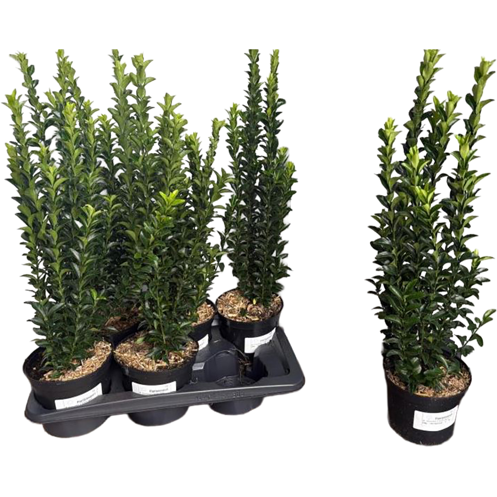 Euonymus Japonicus Green Spire, D17cm, H50-70cm
