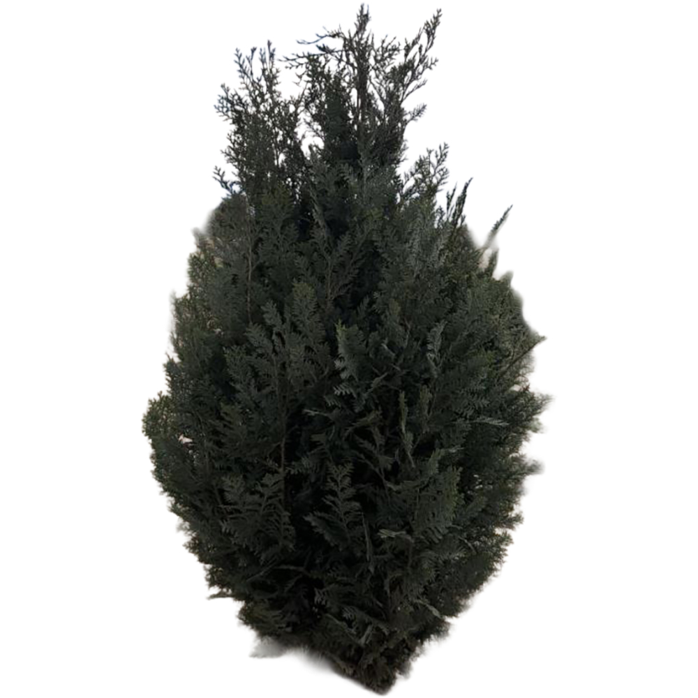 Chamaecyparis Lawsoniana Columnaris, D23cm, H140cm