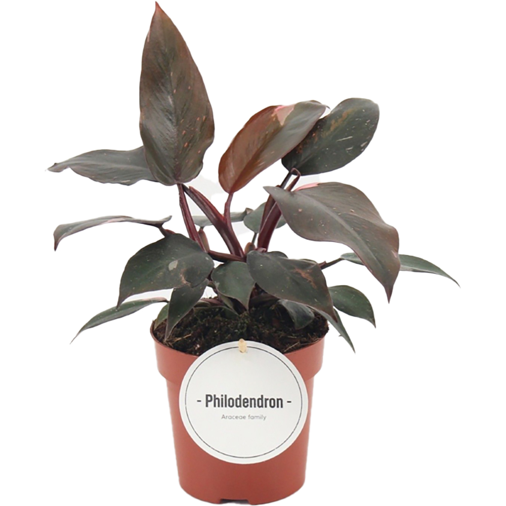 Philodendron Burgundy Princess, H 25 cm