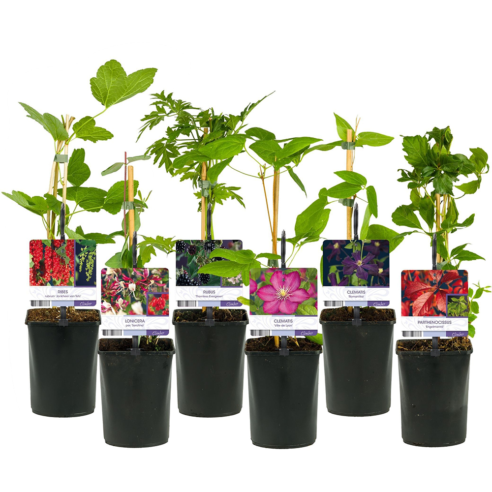 Mix Plante Agatatoare Mini, D 11 cm, H 45 cm