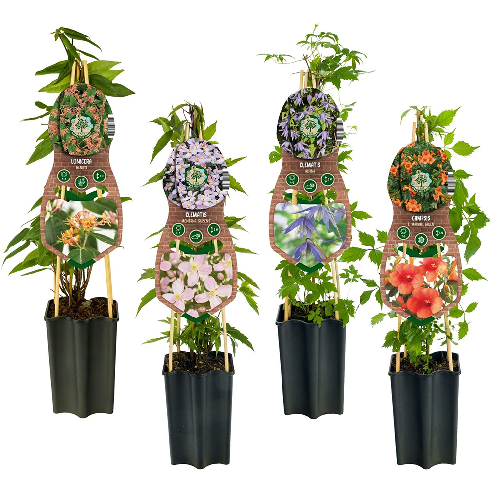 Mix Plante Agatatoare, D 15 cm, H 70 cm