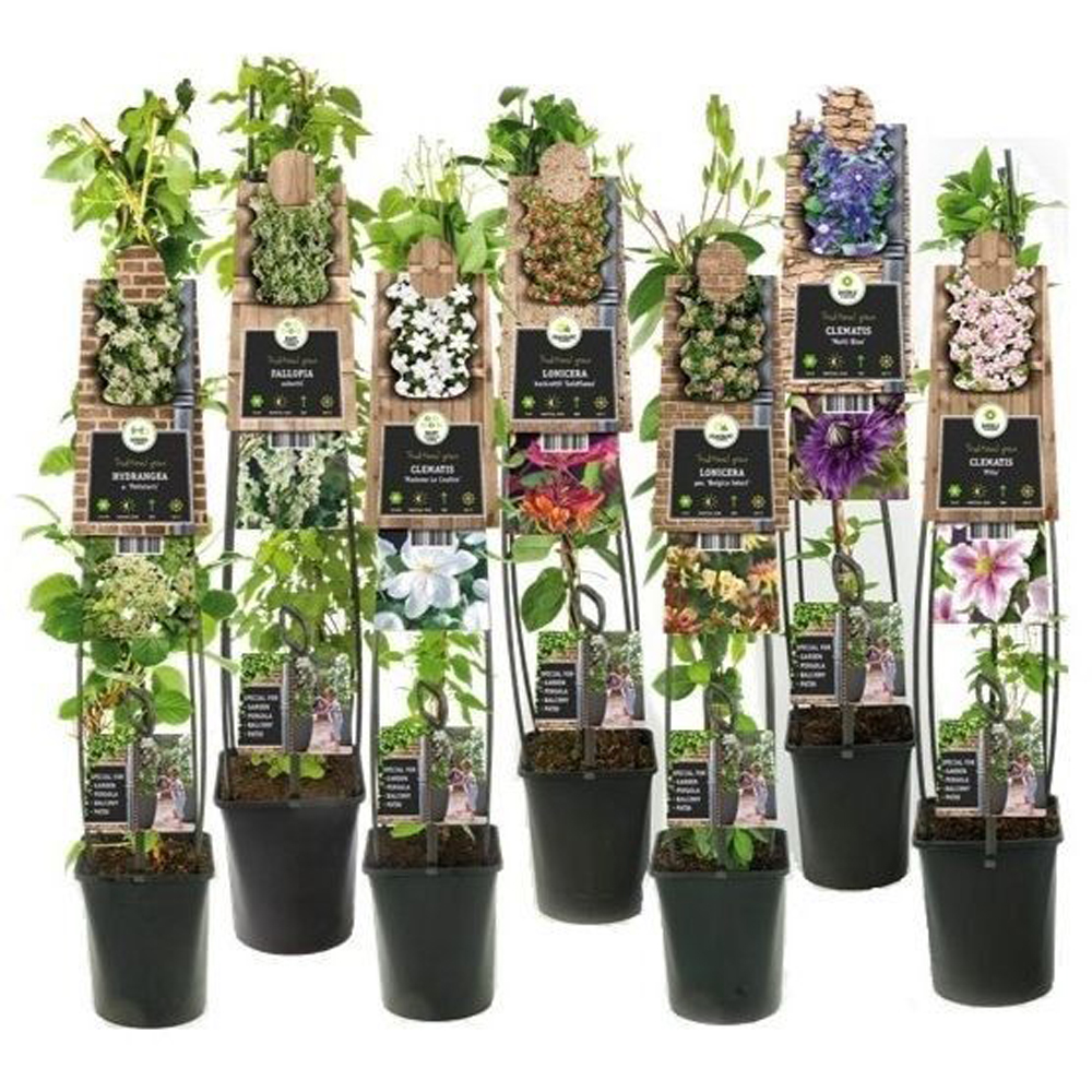 Mix plante cataratoare, 115 cm