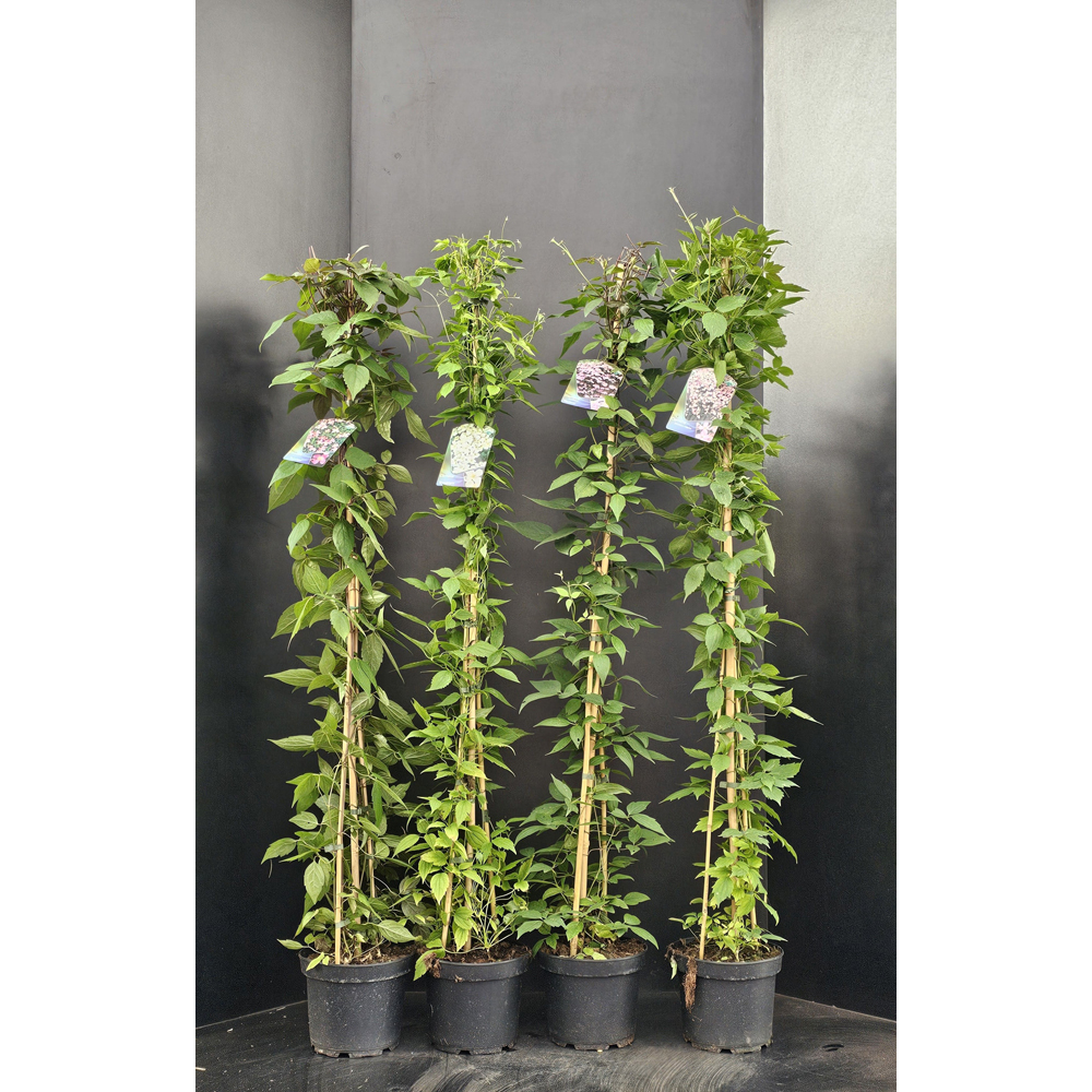 Mix plante cataratoare, 215 cm