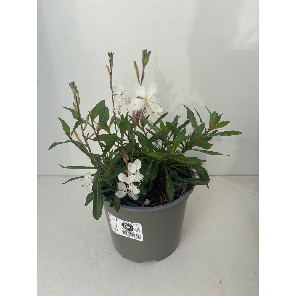 Floarea fluturilor (Gaura lindheimeri), H 35 cm