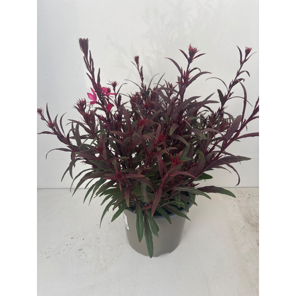 Floarea fluturilor (Gaura lindheimeri), H 35 cm