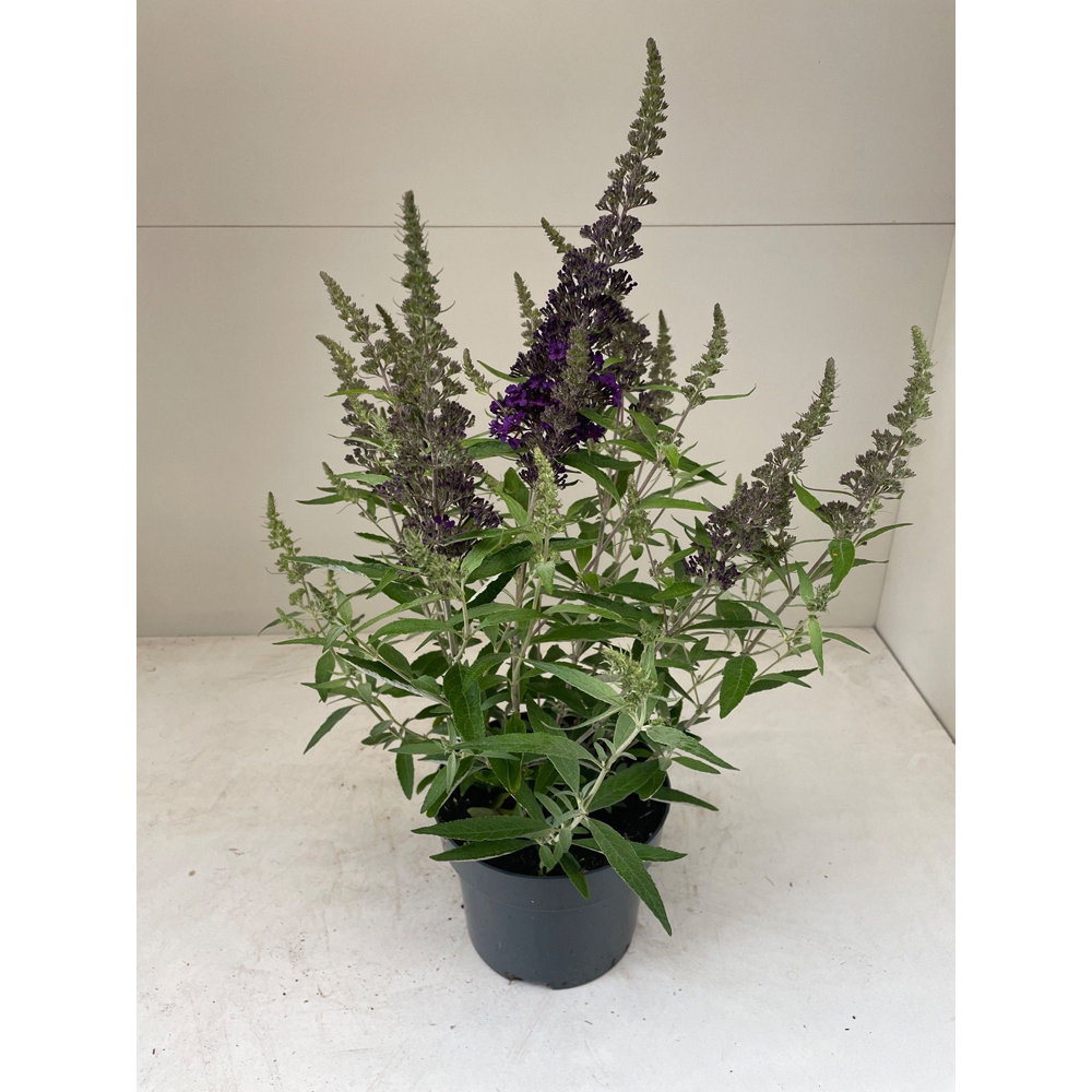 Liliac de vara (Buddleja), H 40 cm