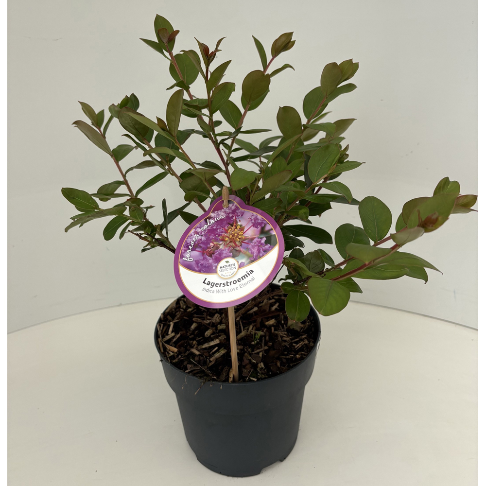 Liliac indian (Lagerstroemia indica), H 35 cm