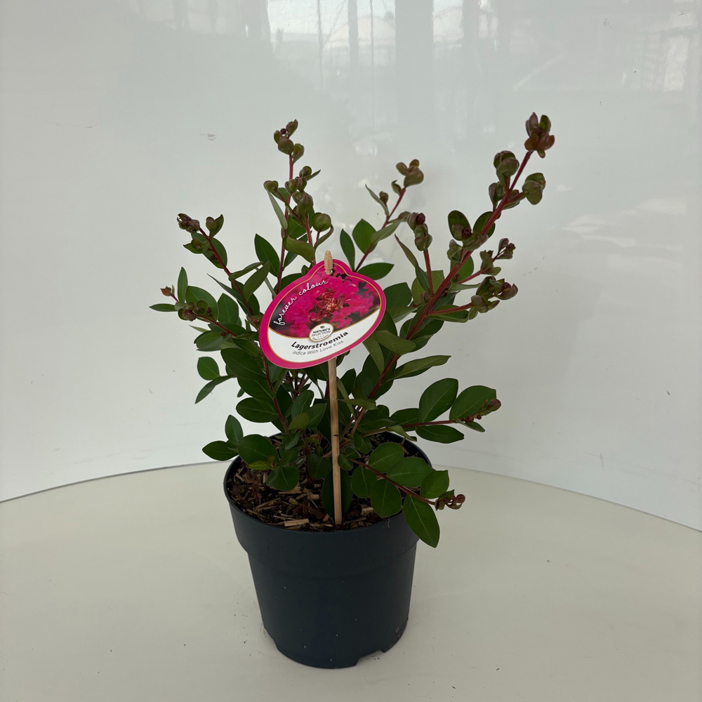 Liliac indian (Lagerstroemia indica), H 35 cm