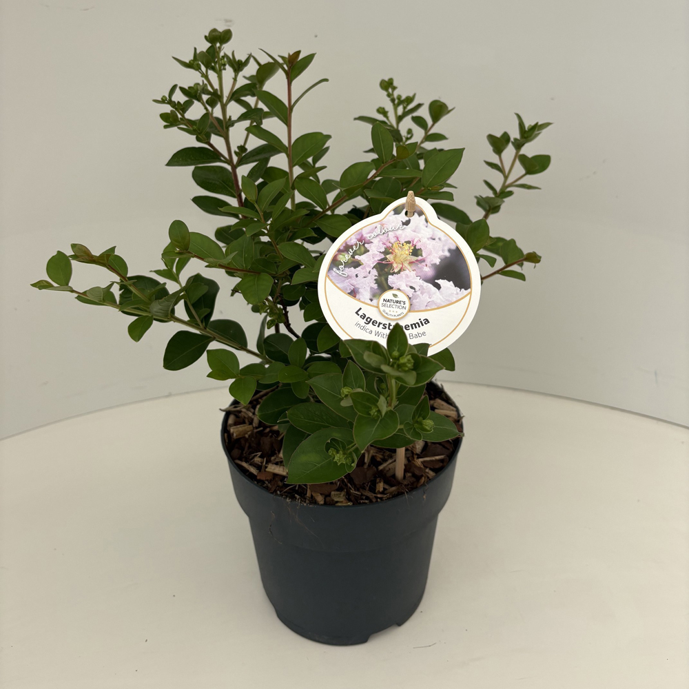 Liliac indian (Lagerstroemia indica), H 35 cm