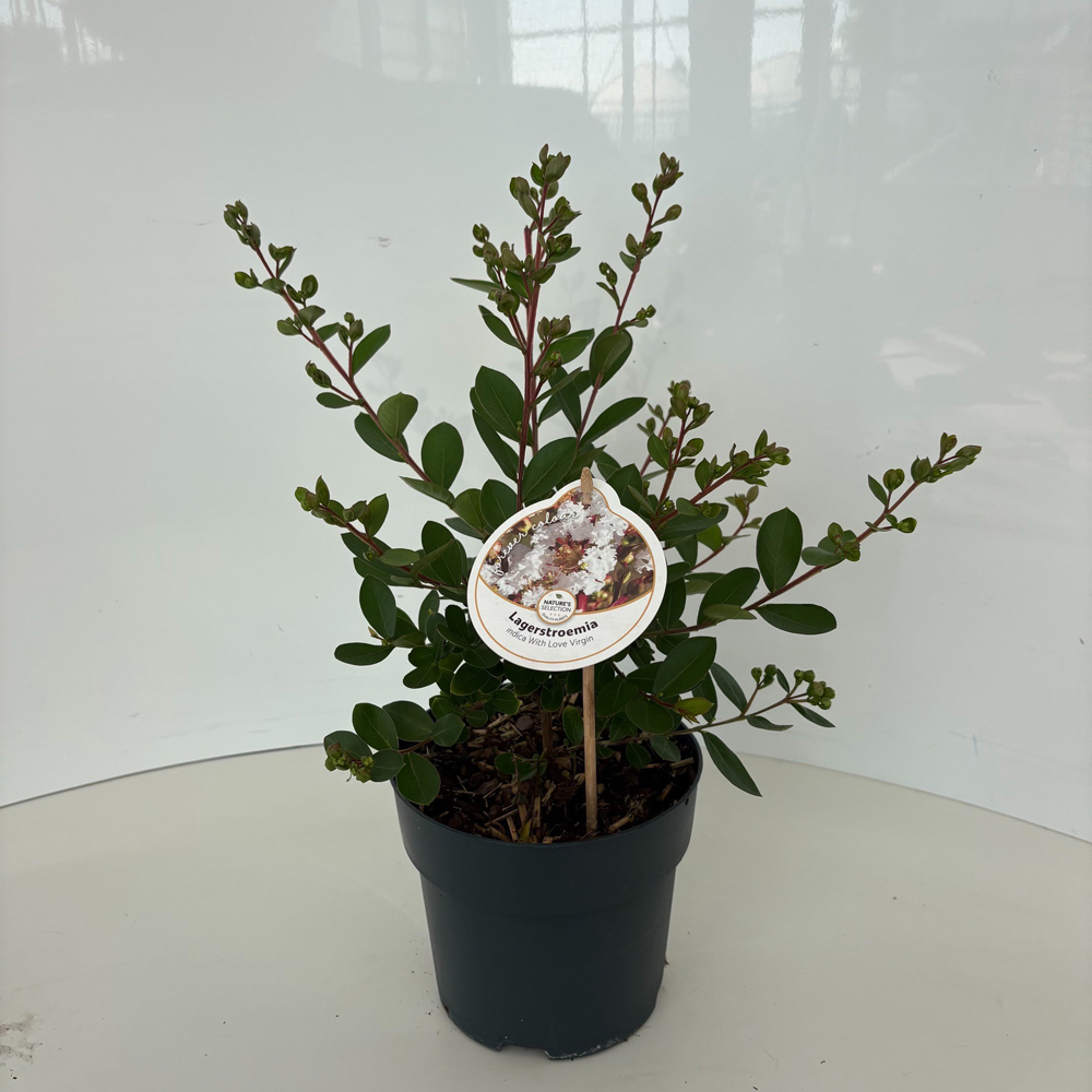 Liliac indian (Lagerstroemia indica), H 35 cm
