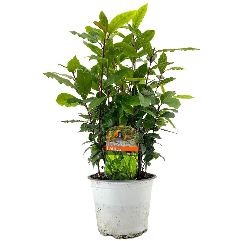 Laurus Nobilis, D14 cm, H30 cm