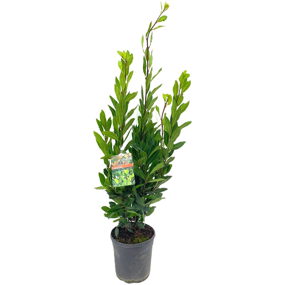 Laurus Nobilis, D21 cm, H130 cm