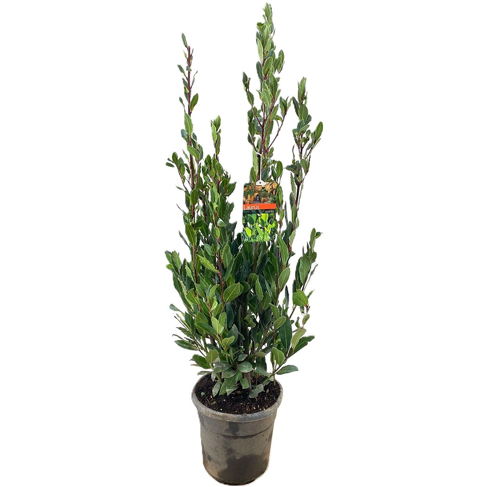 Dafin tip tufa (Laurus nobilis), H 150 cm