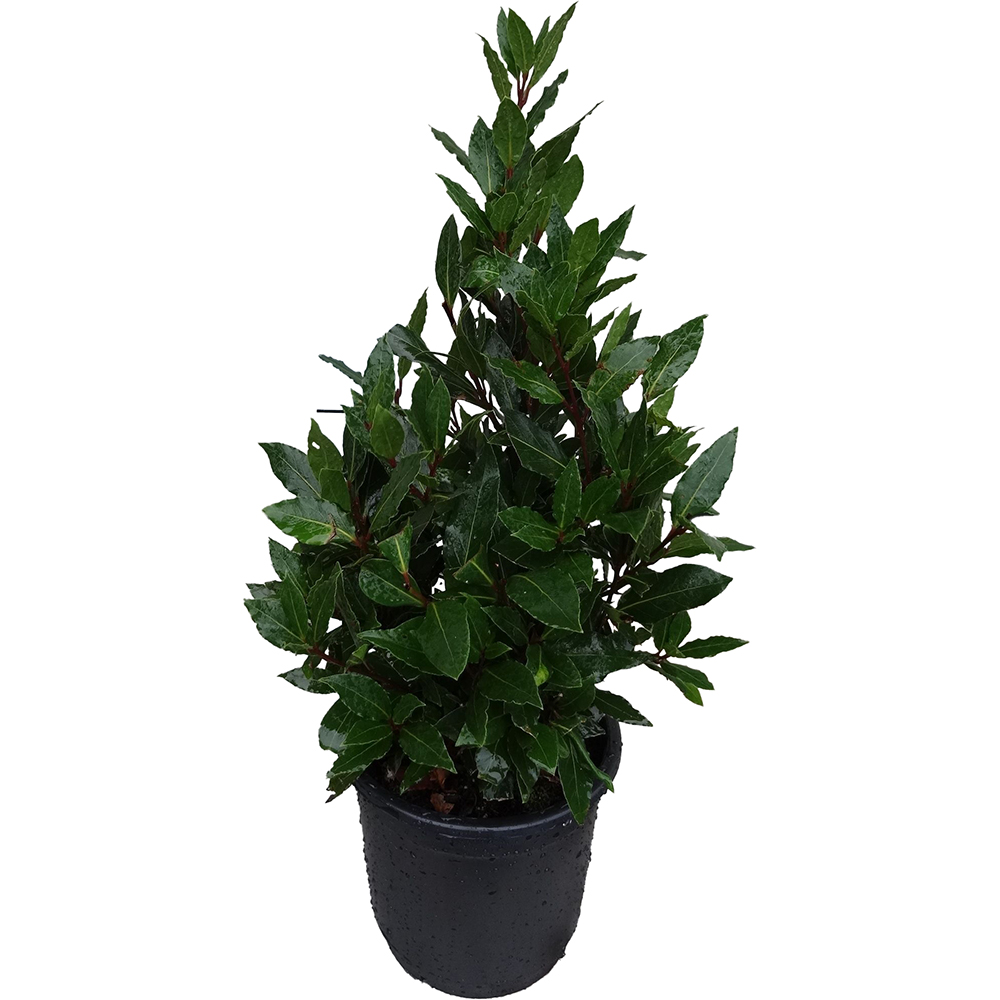 Dafin forma piramidala (Laurus nobilis), H 50 cm