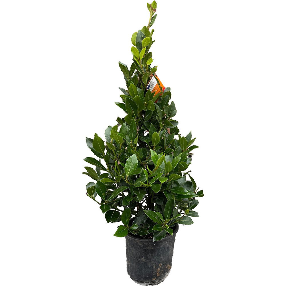 Dafin forma piramidala (Laurus nobilis), H 70 cm