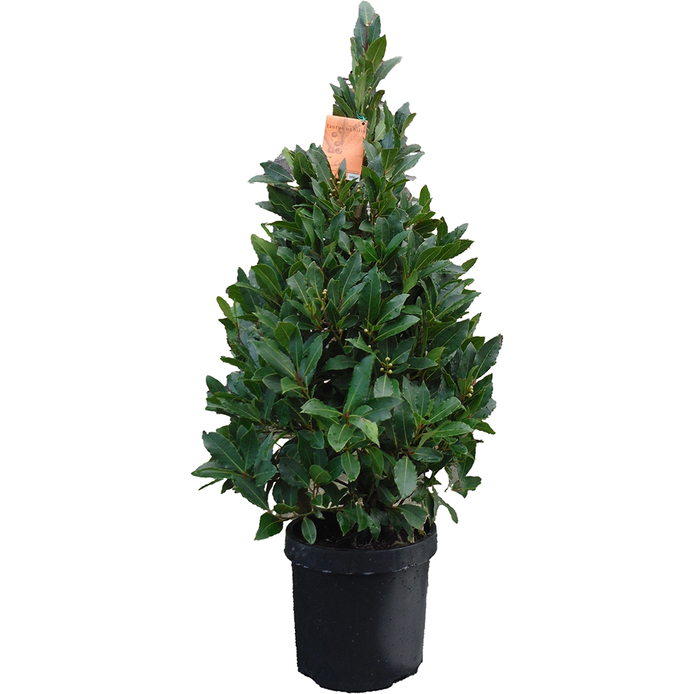 Dafin forma piramidala (Laurus nobilis), H 90 cm
