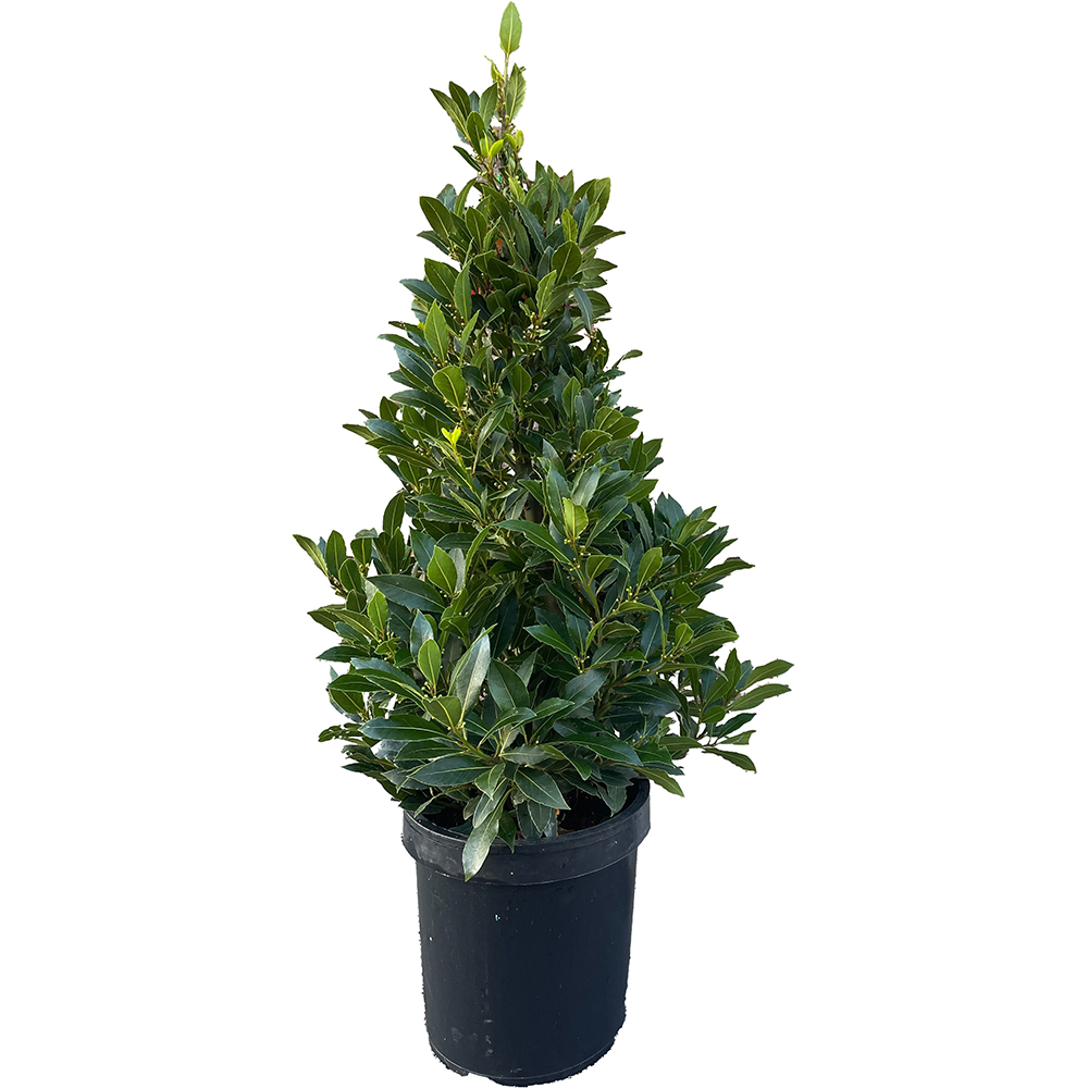 Dafin forma piramidala (Laurus nobilis), H 110 cm