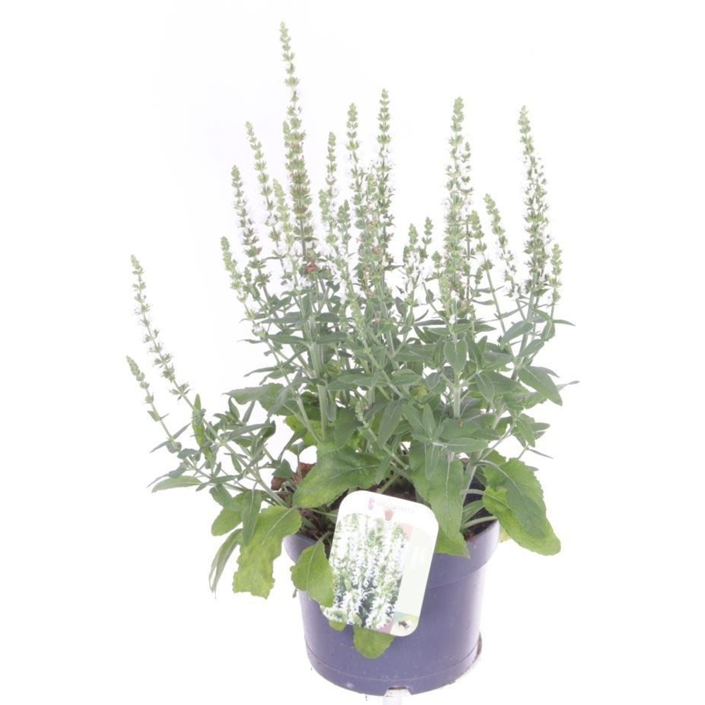 Salvie de gradina (Salvia nemorosa), H 25 cm