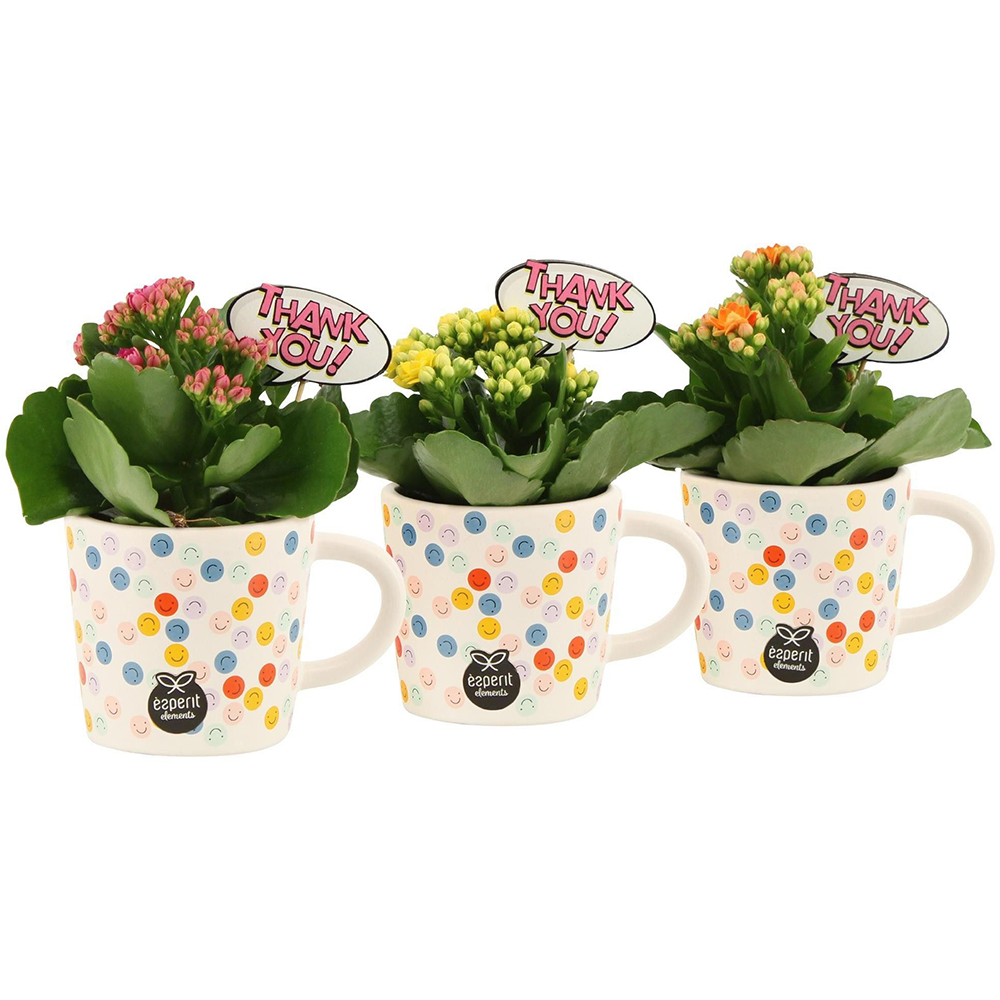 Aranjament floral Cup, D7 cm, H15 cm