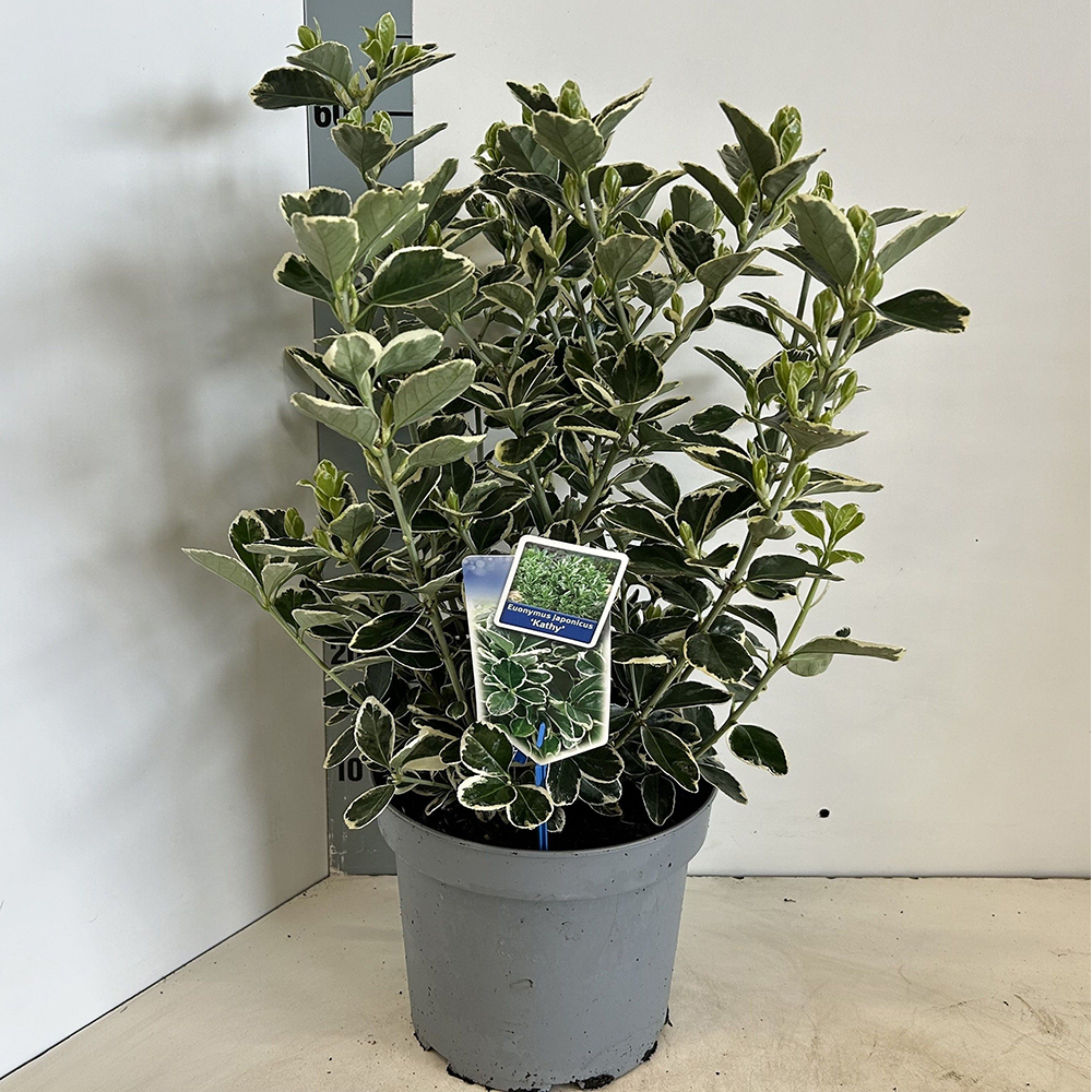 Euonymus Japonicus Kathy, D23 cm, H60 cm