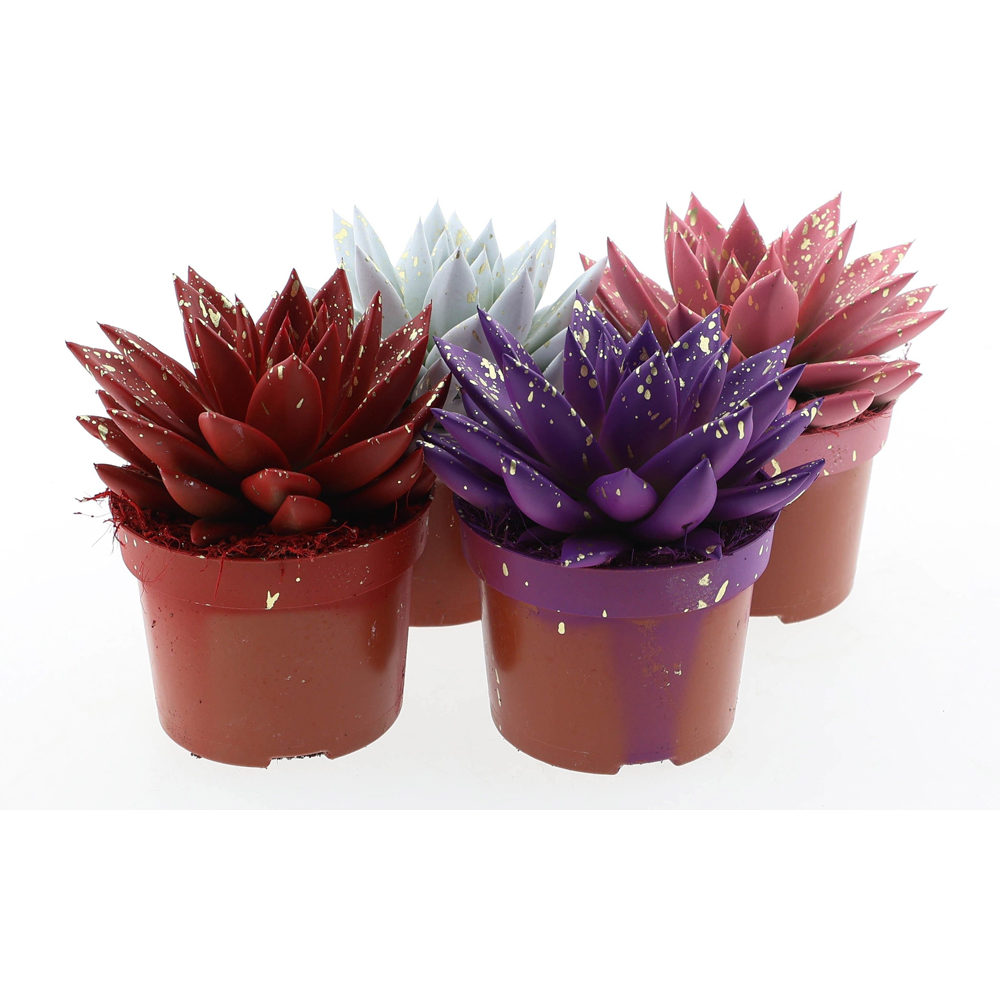 Planta suculenta Sprinkle (Echeveria), H 10 cm
