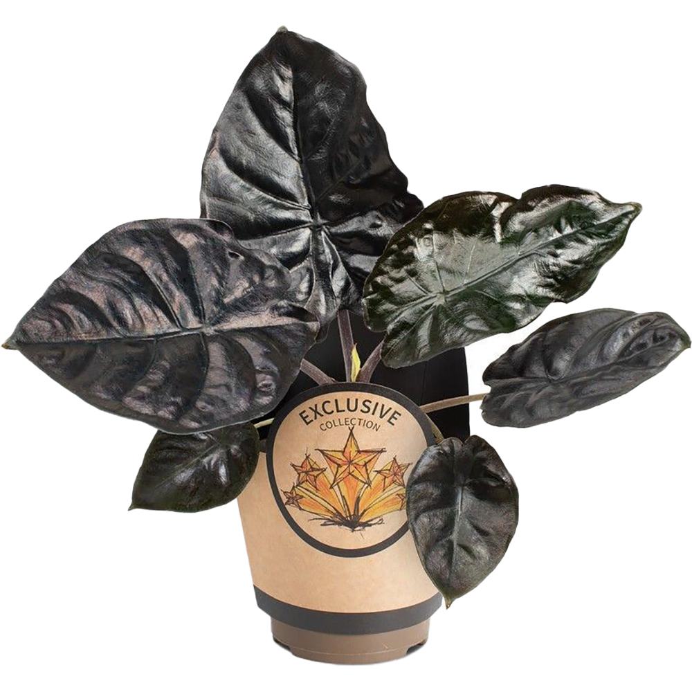 Alocasia Black Magic, H 25 cm