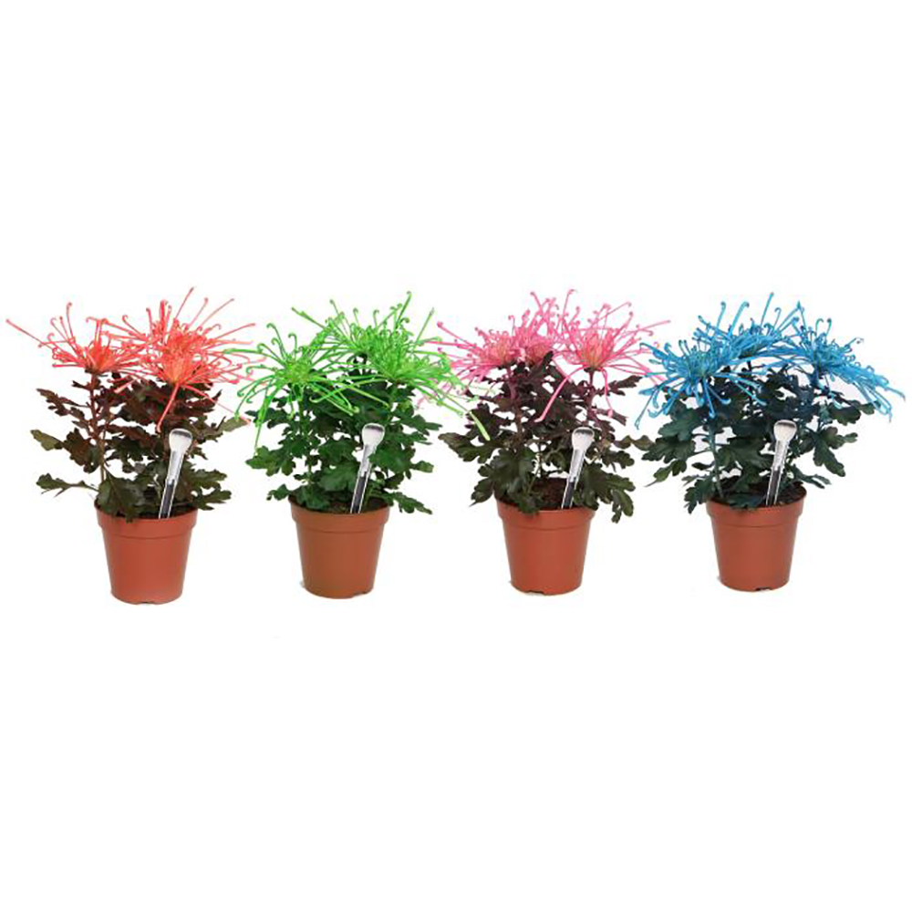 Crizantema (Chrysanthemum morifolium) Fireworks Cream, H 33 cm