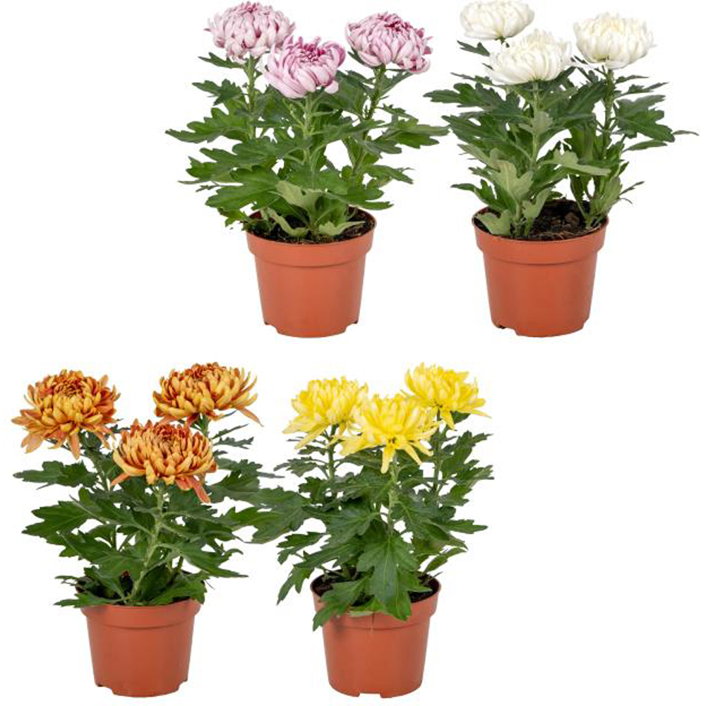 Crizantema (Chrysanthemum morifolium) Cosmo, H 35 cm